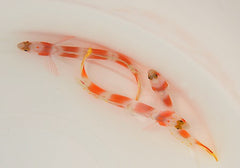 Amblyeleotris aurora