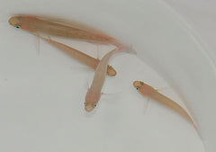 Amblygobius decussatus