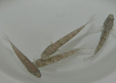 Amblygobius phalaena