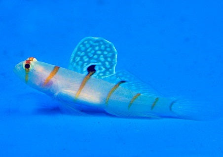 Amblyeleotris randalli
