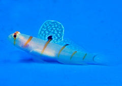 Amblyeleotris randalli