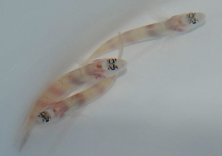Amblyeleotris steinitzi