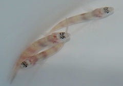 Amblyeleotris steinitzi