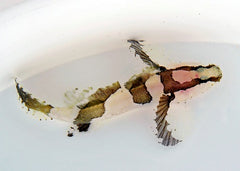 Callogobius crassus