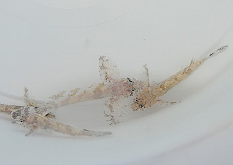 Callogobius hasseltii