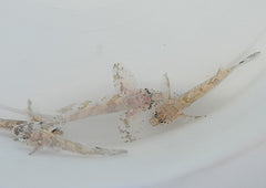 Callogobius hasseltii