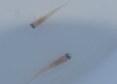 Coryphopterus lipernis