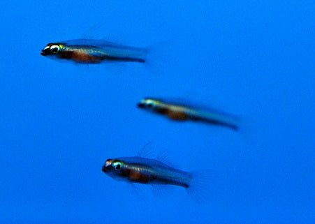 Eviota bifasciata