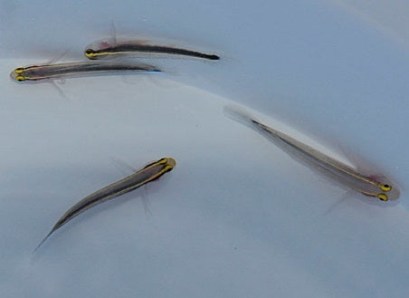 Elacatinus horsti