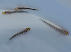 Elacatinus horsti