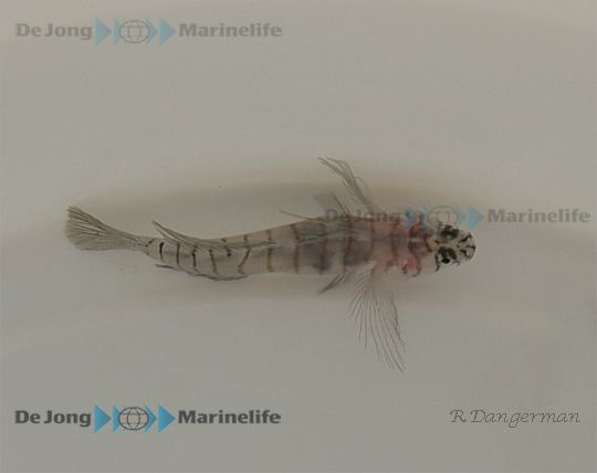 Elacatinus macrodon