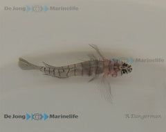 Elacatinus macrodon