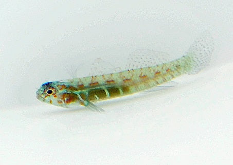 Eviota punctulata