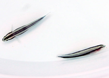 Elacatinus prochilos
