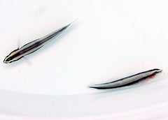 Elacatinus prochilos