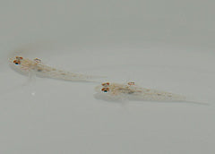 Fusigobius signipinnis