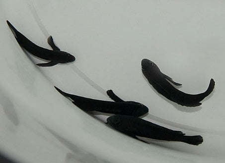 Gobiodon acicularis