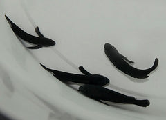 Gobiodon acicularis