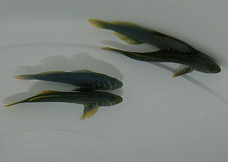 Gobiodon histrio