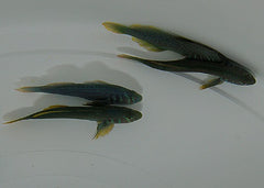 Gobiodon histrio