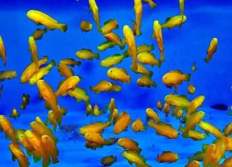Gobiodon okinawae