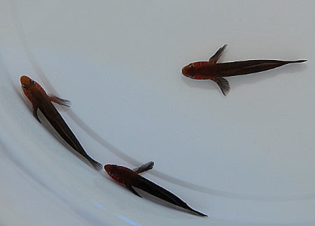Gobiodon quinquestrigatus