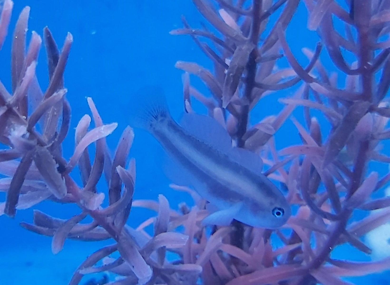 Gobiodon unicolor