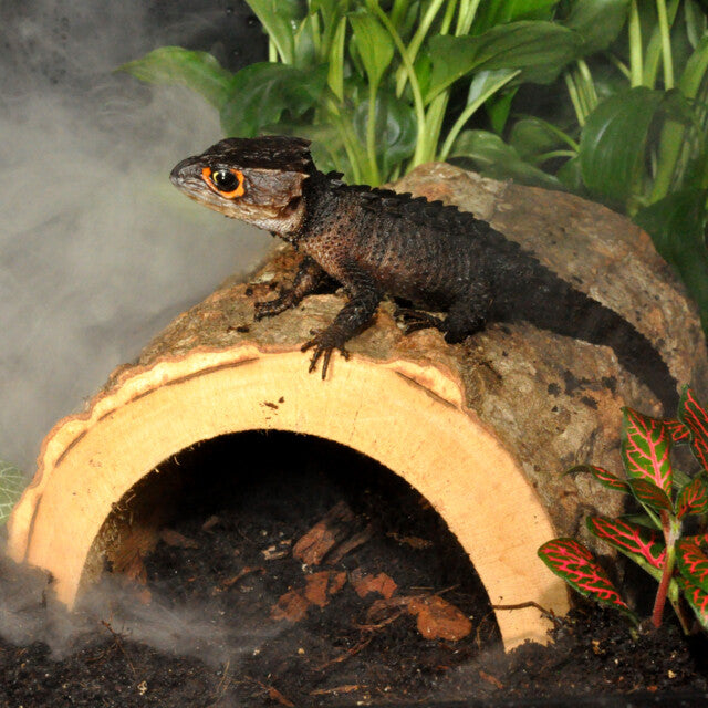 HabiStat Jungle Schuilplaats