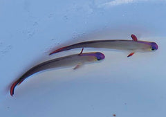 Nemateleotris decora
