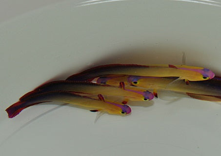 Nemateleotris exquisita