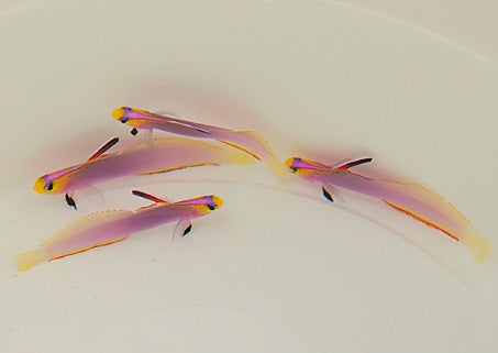 Nemateleotris helfrichi