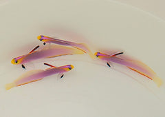 Nemateleotris helfrichi