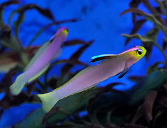Nemateleotris helfrichi