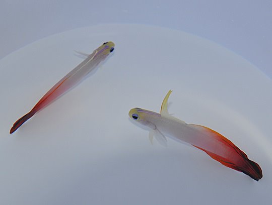 Nemateleotris magnifica (Kenya/Maldives)