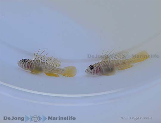 Priolepis boreus