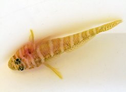 Priolepis cincta