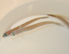 Ptereleotris hanae