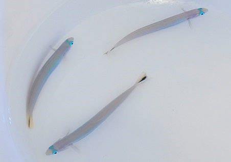 Ptereleotris heteroptera
