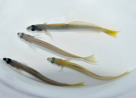 Ptereleotris microlepis