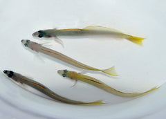 Ptereleotris microlepis