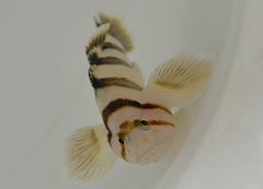 Priolepis nocturna