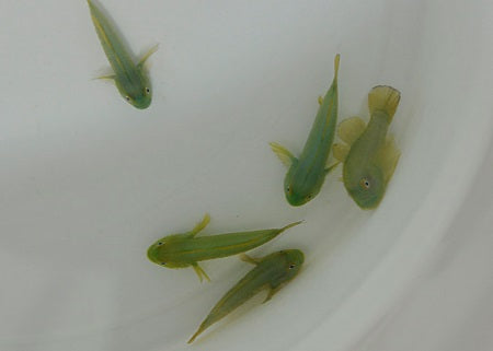 Paragobiodon xanthosomus