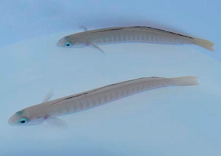 Ptereleotris zebra