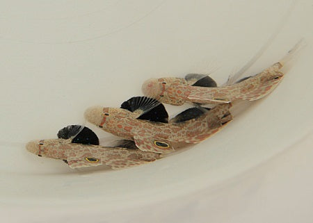 Signigobius biocellatus