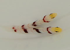 Stonogobiops dracula