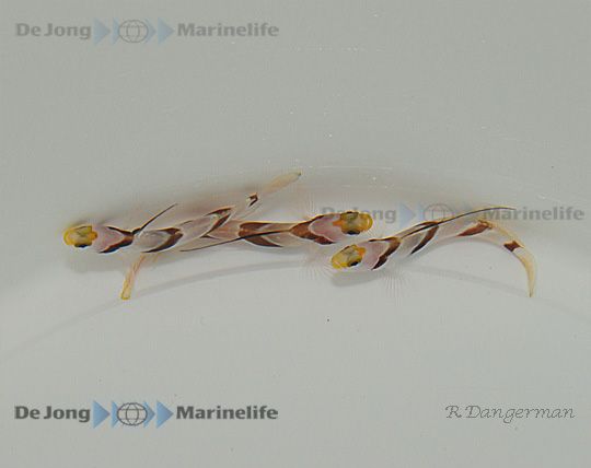 Stonogobiops nematodes