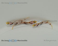 Stonogobiops nematodes