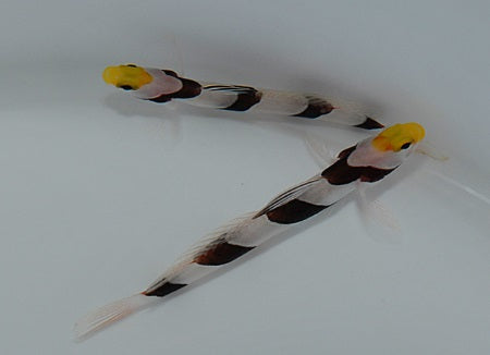 Stonogobiops xanthorhinica