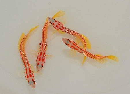 Stonogobiops yasha