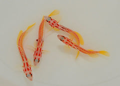 Stonogobiops yasha